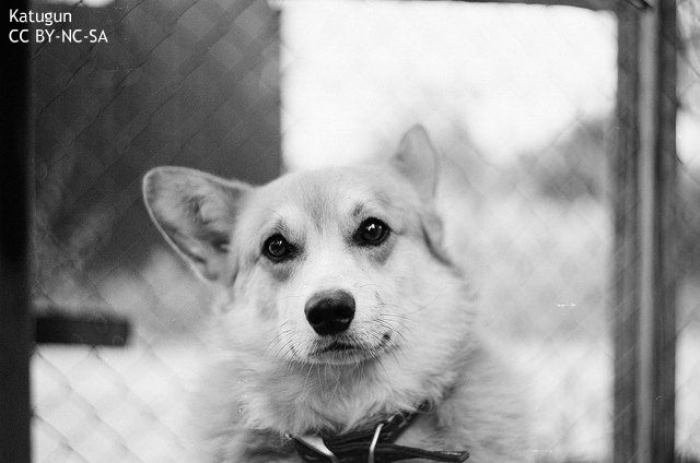 動物保護団体 韓国の食用犬100頭余を救出 資金提供して転業促す 新手法に高評価も Newsphere