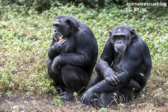 人間とほぼ同じ遺伝子 チンパンジーの高画質画像まとめ 写真まとめサイト Pictas