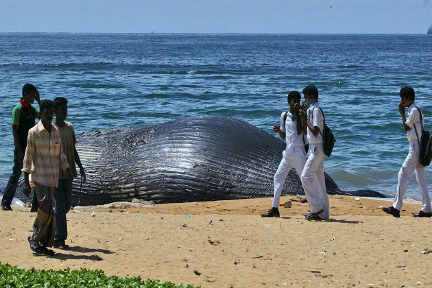 シロナガスクジラを船から守れ スリランカ海域の問題で異例の連合