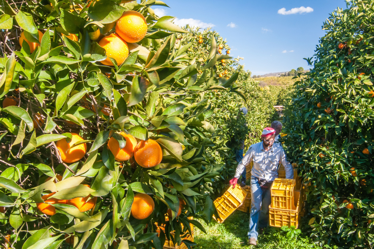 なぜ「オレンジジュース危機」が起きているのか？ 業界は代替果汁を