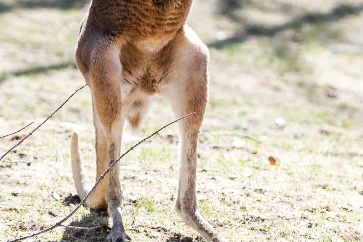 街中で3mほどの巨大カンガルーを目撃 筋肉質な姿に「遭遇したくない 