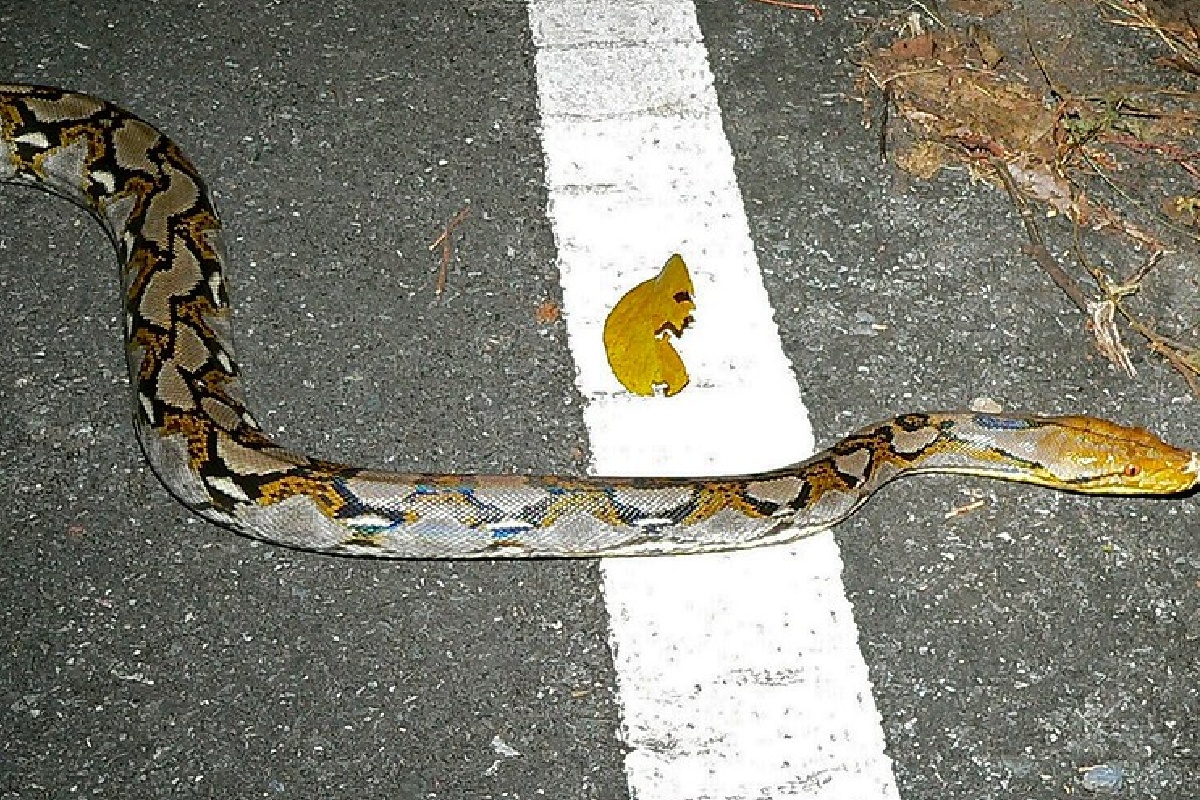 アミメ ニシキヘビ 最大