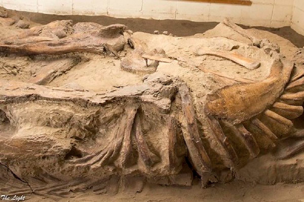 ここまで綺麗な状態は珍しい」 900万前のサメの化石が発見 - NewSphere