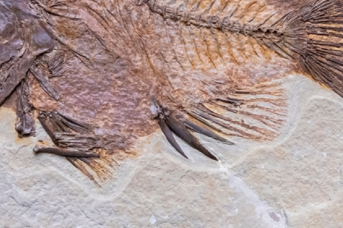 1500万年前の新種の魚の化石を発見 「新たな道が開かれた」 - NewSphere