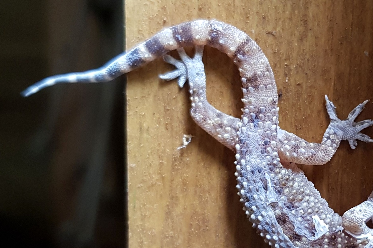 孤島で発見された新種のトカゲ 孤立して進化を遂げてきた可能性