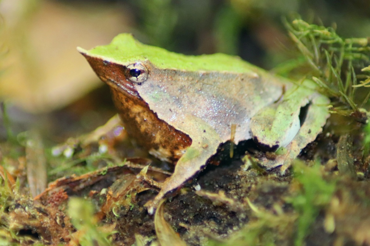 個体数が9割減少していた絶滅危惧種のカエル 繁殖に成功し33匹の