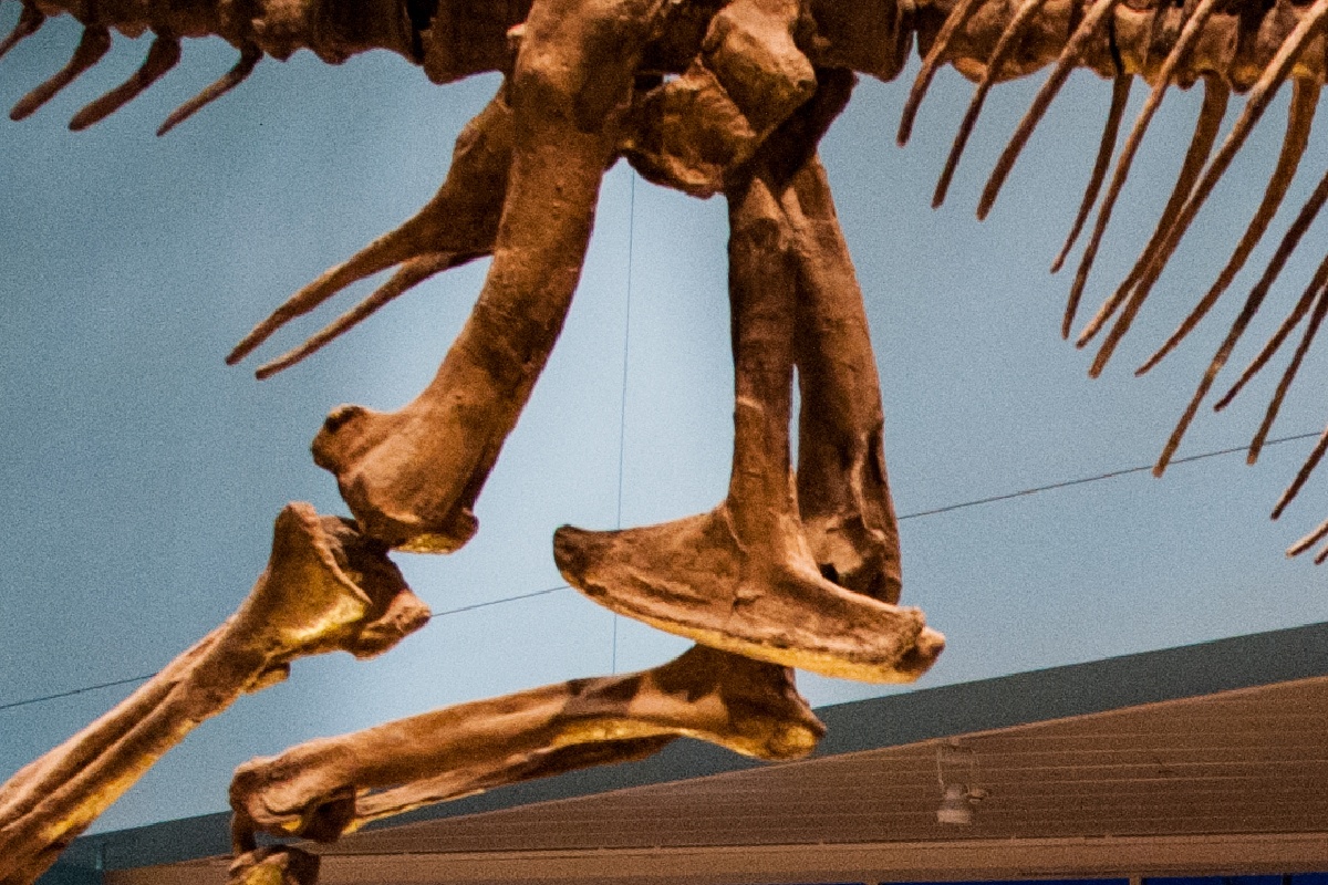 Claw fossil 恐竜の爪の化石 小さな 希少 ほぼ完全な形で保存された 翼
