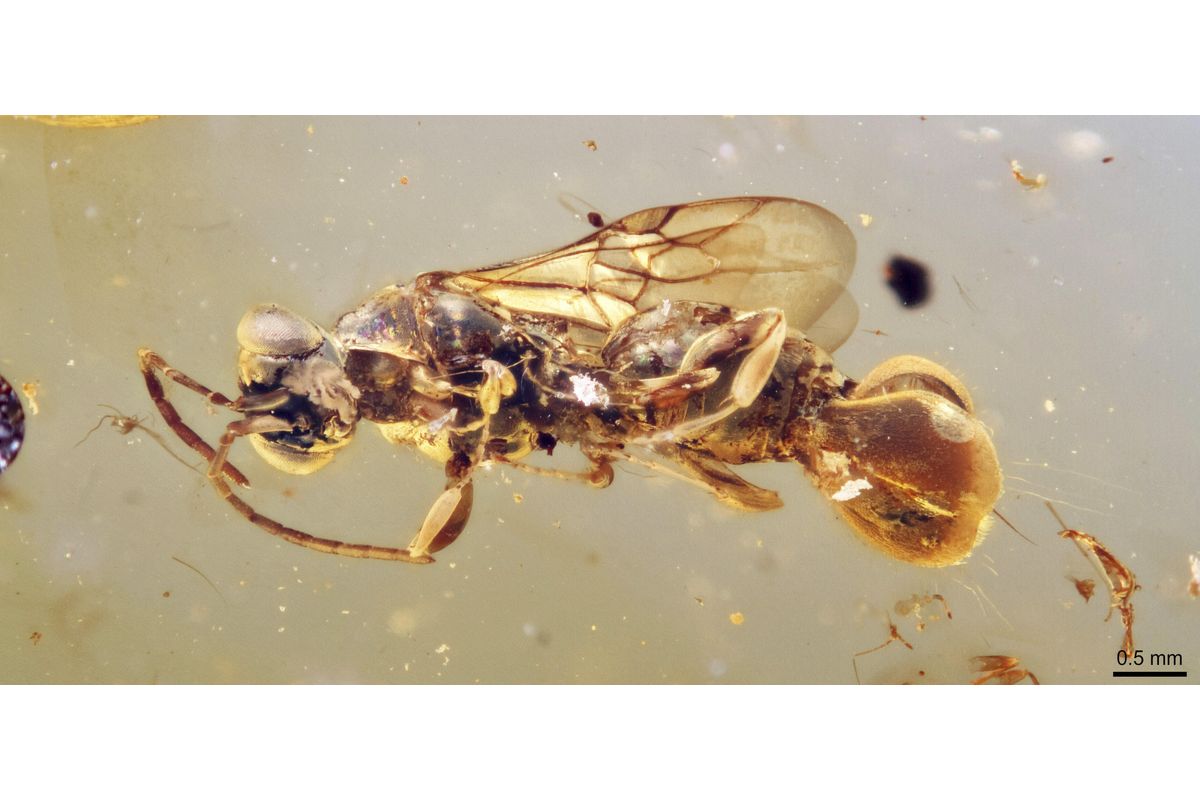9900万年前の寄生バチ、ハエトリグサのような腹部 琥珀の中で発見