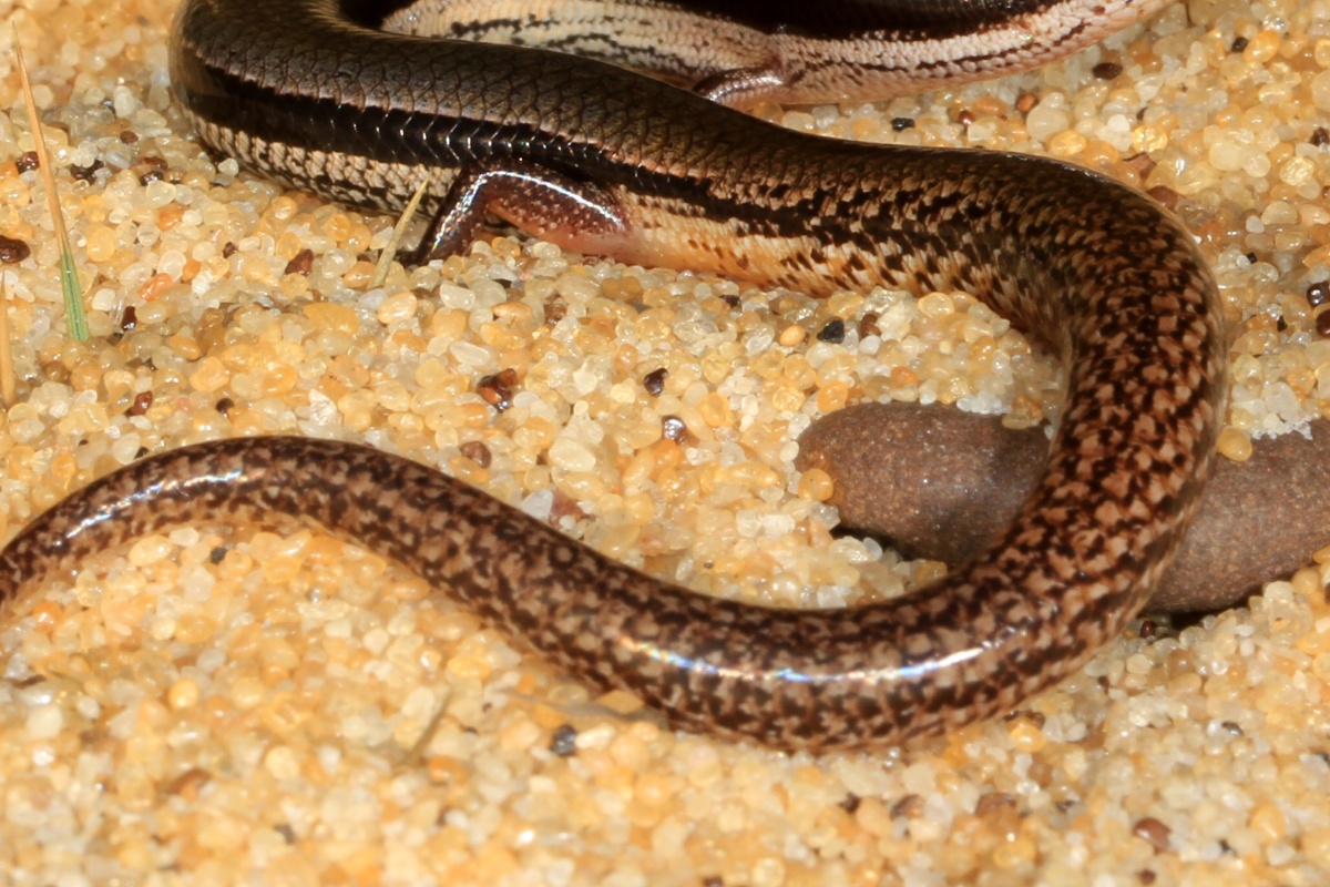 数年前に発見された腕のないトカゲ 新種であることが判明 - NewSphere