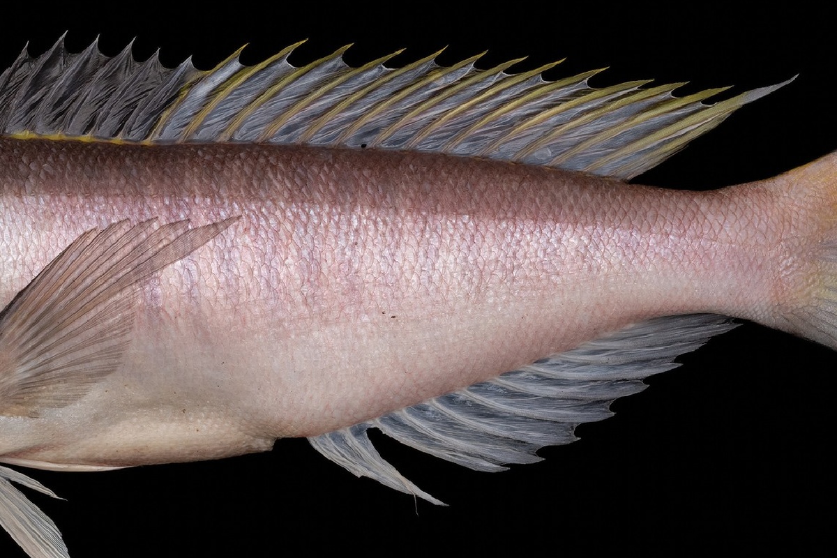 新 海魚
