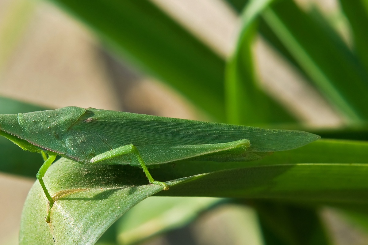 標本の再調査で発覚 16種のバッタ新種を発見 - NewSphere