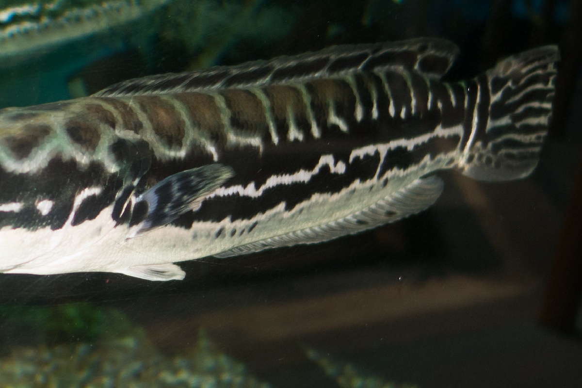 絶滅とされた幻の魚がヒマラヤで生きていた！ 専門家も驚いた再発見