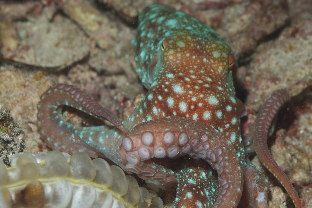 ポスカ　タコ ユニ・ポスカ ラメ入り 極細 uni(三菱鉛筆) キャップ式水性マーカー