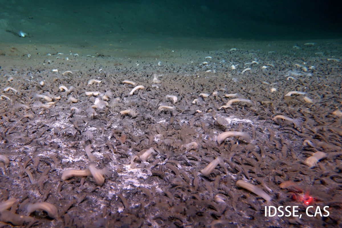 深海9500メートル、極限環境にチューブワームなど生息 潜水艇で発見
