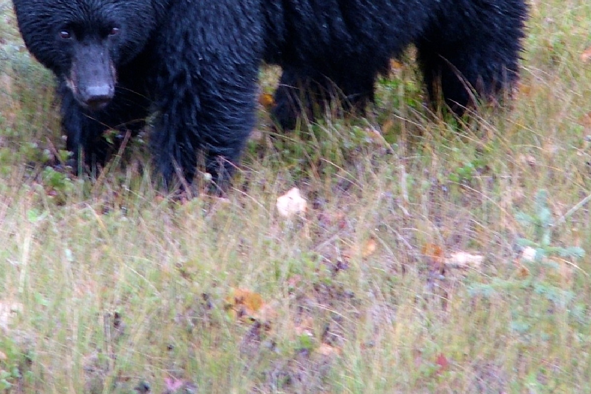 森で「こっちに来いよ！」と挑発 クマに突進され崖から登山客が転落死