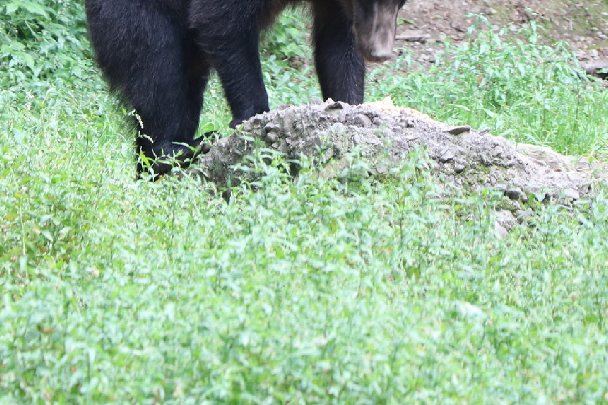 キャンプ 熊 死亡
