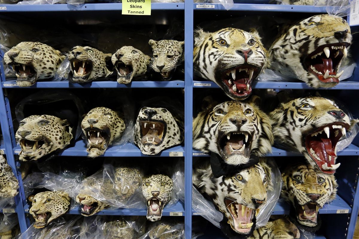 野生トラの危機 違法取引加速で個体数3700〜5500頭に 月9頭ペースで